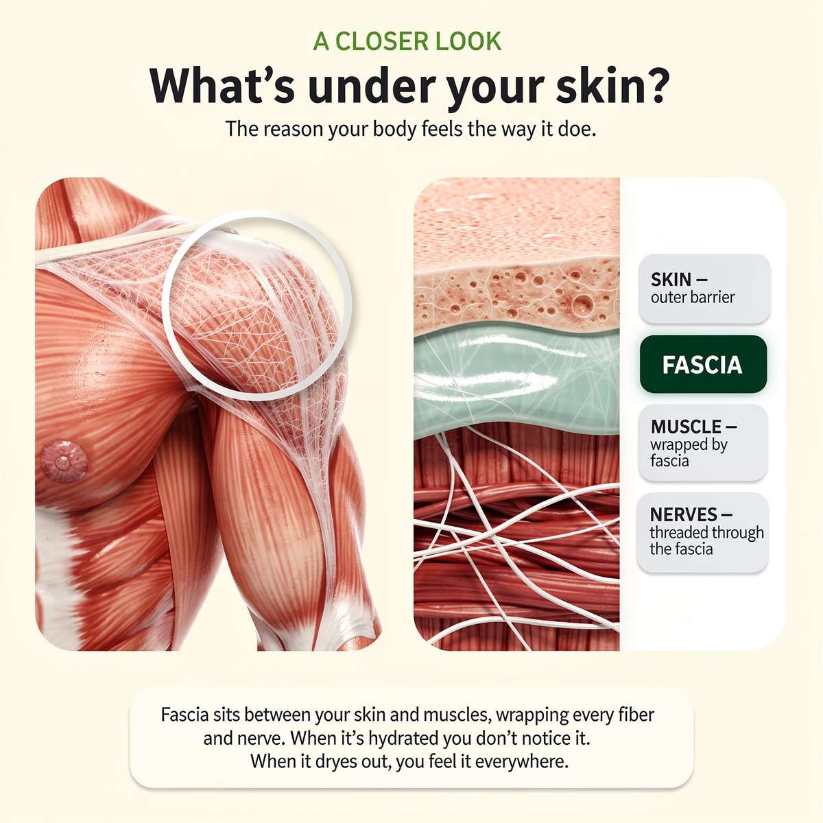 fascial