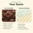 fascial